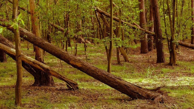 Olsztyn planuje sprzątanie po lutowych wichurach