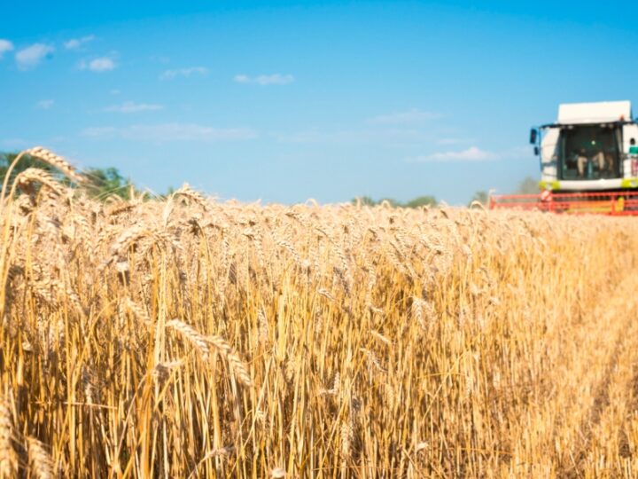 Święto Plonów w Janowie – uroczystość pełna wdzięczności i radości