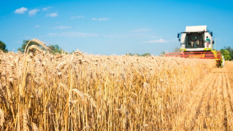 Święto Plonów w Janowie – uroczystość pełna wdzięczności i radości